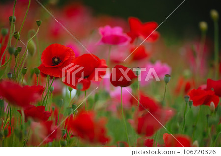 秩父天空罌粟盛開的罌粟花 106720326