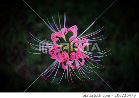 粉紅色的群集孤挺花 106720479