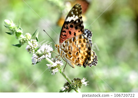 Cabbage butterfly seeking secrets Cabbage butterfly seeking secrets 106720722