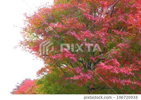 楓樹開始變色 [白色背景] [天空背景] 106720938