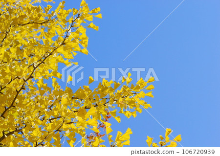 銀杏黃葉在藍天的襯托下熠熠生輝【藍天背景】 銀杏黃葉在藍天的襯托下熠熠生輝【藍天背景】 106720939