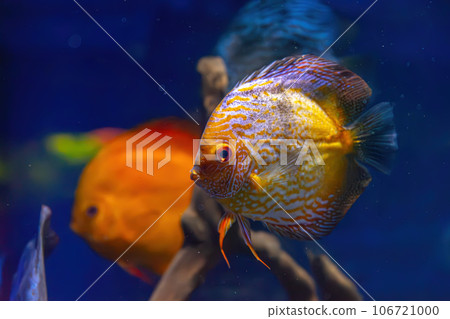 Yellow tropical fish Symphysodon discus in the aquarium, oceanarium pool 106721000