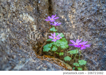 Ezokozakura growing in the crevices of rocks 106721082