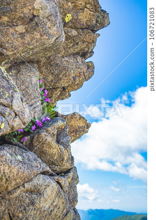 Ezokozakura growing in the crevices of rocks Ezokozakura growing in the crevices of rocks 106721083