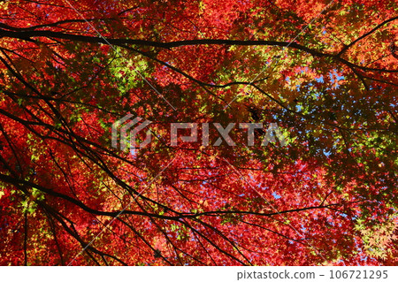多彩的楓葉 106721295