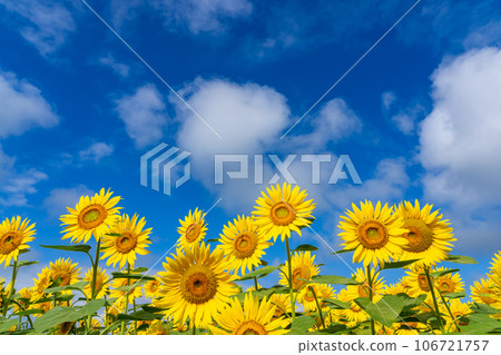 [Yamanashi Prefecture] Scenery of sunflowers and blue sky 106721757