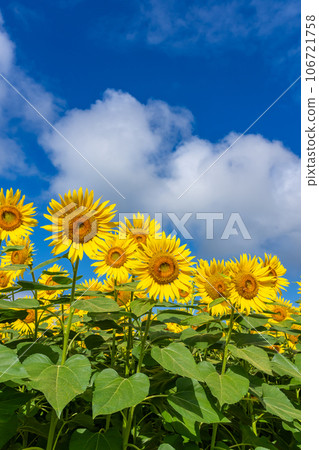 [Yamanashi Prefecture] Scenery of sunflowers and blue sky 106721758