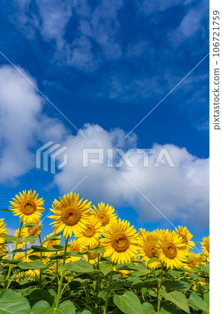 [Yamanashi Prefecture] Scenery of sunflowers and blue sky 106721759