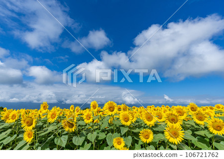 [山梨縣]向日葵和藍天的風景 106721762
