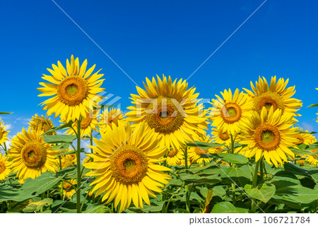 [山梨縣]向日葵和藍天的風景 106721784