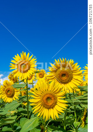 [山梨縣]向日葵和藍天的風景 106721785