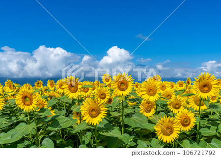 [山梨縣]向日葵和藍天的風景 106721792