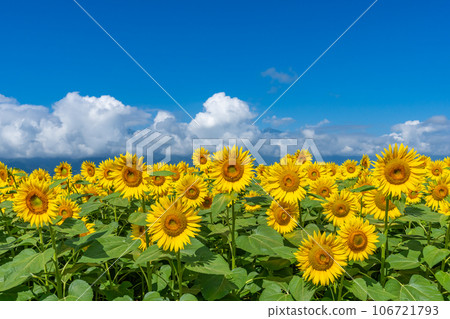 [山梨縣]向日葵和藍天的風景 106721793
