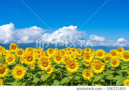 [山梨縣]向日葵和藍天的風景 106721805