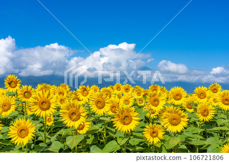 [Yamanashi Prefecture] Scenery of sunflowers and blue sky 106721806