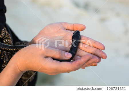 Black snake in the hands of the palms of a woman, close-up 106721851