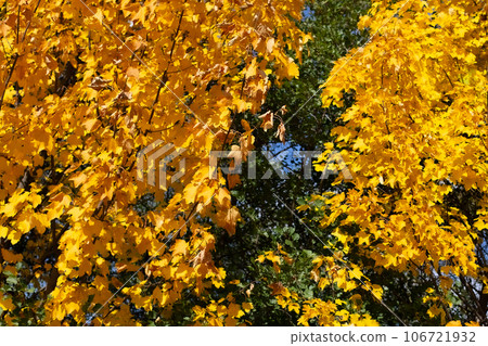 Bright yellow golden maple foliage 106721932