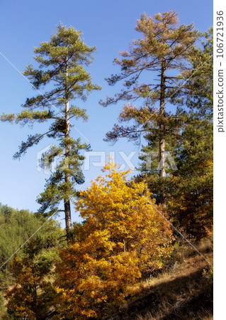Golden magic autumn forest with colorful trees 106721936