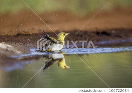 Lesser Masked Weaver in Kruger National park, South Africa 106722084