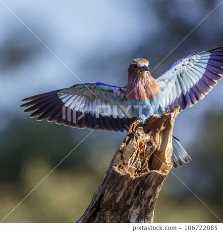 Lilac breasted roller in Kruger National park, South Africa 106722085