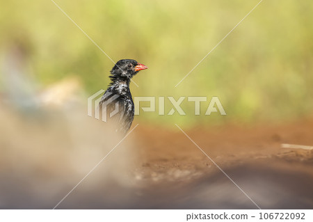 Red billed Buffalo Weaver in Kruger National park, South Africa 106722092
