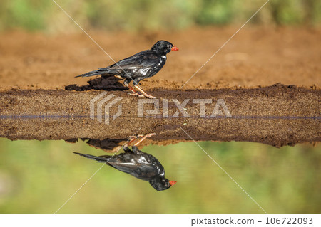 Red billed Buffalo Weaver in Kruger National park, South Africa 106722093