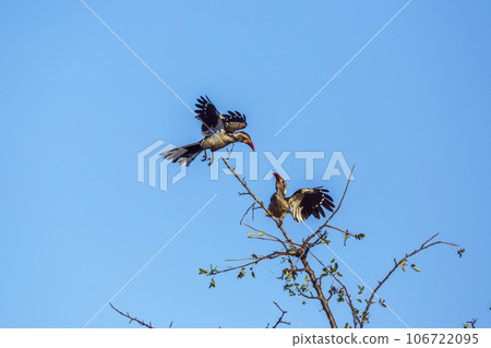 Southern Red billed Hornbill in Kruger National park, South Africa 106722095