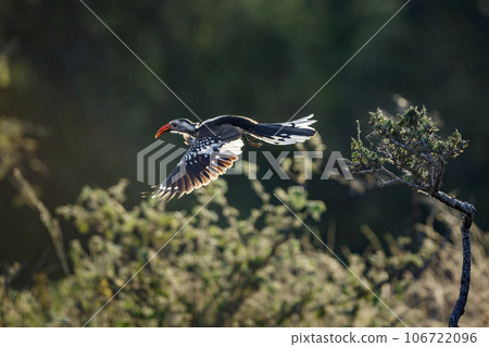 Southern Red billed Hornbill in Kruger National park, South Africa 106722096