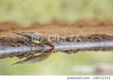 Red billed Oxpecker in Kruger National park, South Africa Red billed Oxpecker in Kruger National park, South Africa 106722101