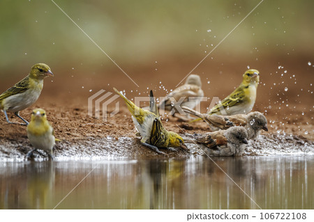 Red headed weaver in Kruger National park, South Africa 106722108