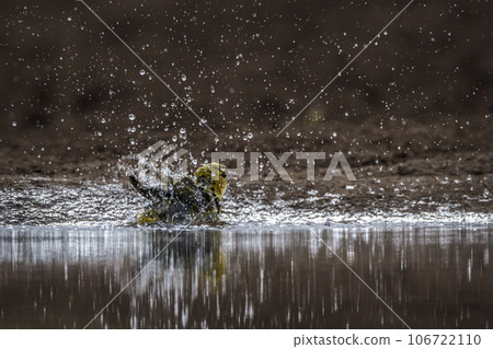 Red headed weaver in Kruger National park, South Africa 106722110