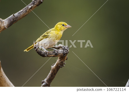 Red headed weaver in Kruger National park, South Africa 106722114