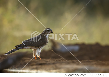 Shikra in Kruger National park, South Africa Shikra in Kruger National park, South Africa 106722118