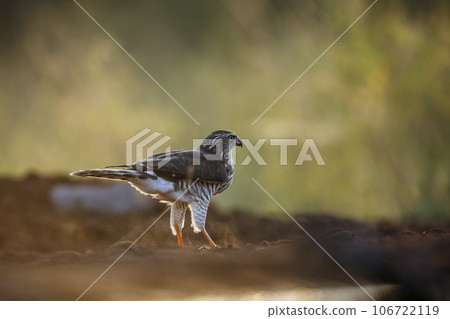 Shikra in Kruger National park, South Africa Shikra in Kruger National park, South Africa 106722119