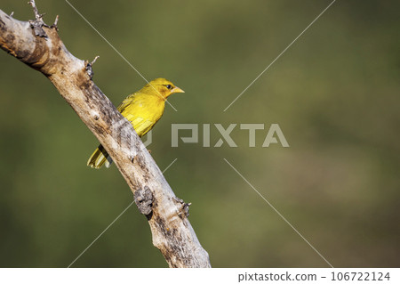Spectacled Weaver in Kruger National park, South Africa 106722124