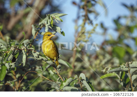 Spectacled Weaver in Kruger National park, South Africa Spectacled Weaver in Kruger National park, South Africa 106722126