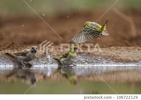 Village weaver and Grey headed Sparrow in Kruger National park, South Africa 106722129