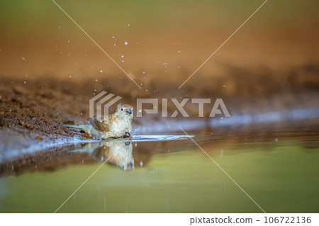 Blue breasted Cordonbleu in Kruger National park, South Africa 106722136