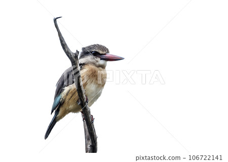 Brown hooded Kingfisher in Kruger National park, South Africa 106722141