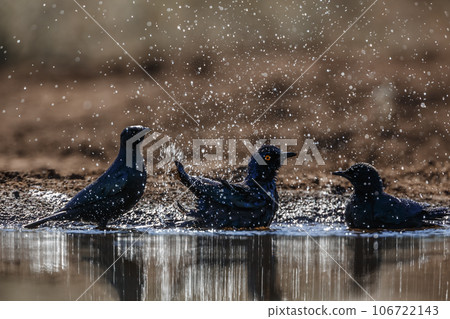 Cape Glossy Starling in Kruger National park, South Africa 106722143