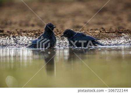 Cape Glossy Starling in Kruger National park, South Africa 106722144