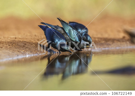 Cape Glossy Starling in Kruger National park, South Africa 106722149