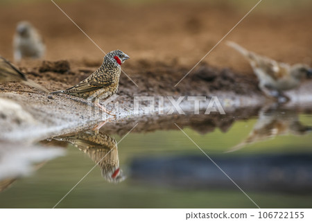 Cut throat finch in Kruger National park, South Africa 106722155