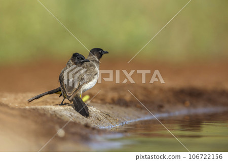Dark capped Bulbul in Kruger National park, South Africa 106722156