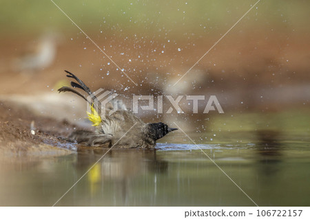 Dark capped Bulbul in Kruger National park, South Africa 106722157