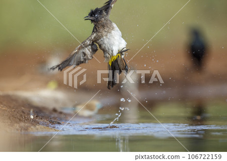 Dark capped Bulbul in Kruger National park, South Africa 106722159