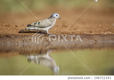 Emerald spotted Wood-Dove in Kruger National park, South Africa 106722161