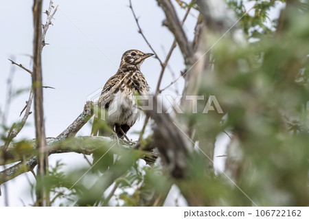 Groundscraper Thrush in Kruger National park, South Africa 106722162