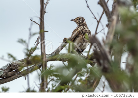 Groundscraper Thrush in Kruger National park, South Africa Groundscraper Thrush in Kruger National park, South Africa 106722163