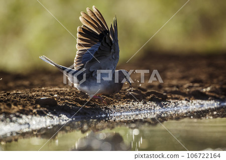 Laughing Dove in Kruger National park, South Africa Laughing Dove in Kruger National park, South Africa 106722164